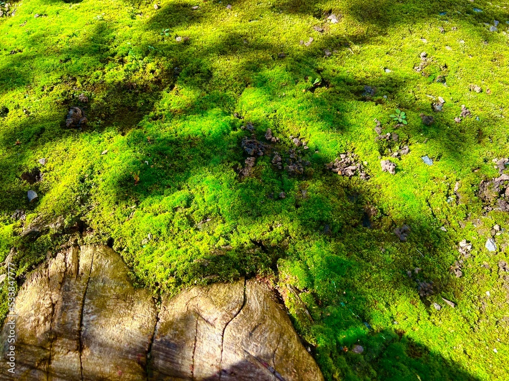 Sun rays on a moss background. Texture of moss. Moss growing near the tree. The ground covered with green moss in the forest. Sun rays on a moss background. Texture of moss. Moss growing near the tree. The ground covered with green moss in the forest.