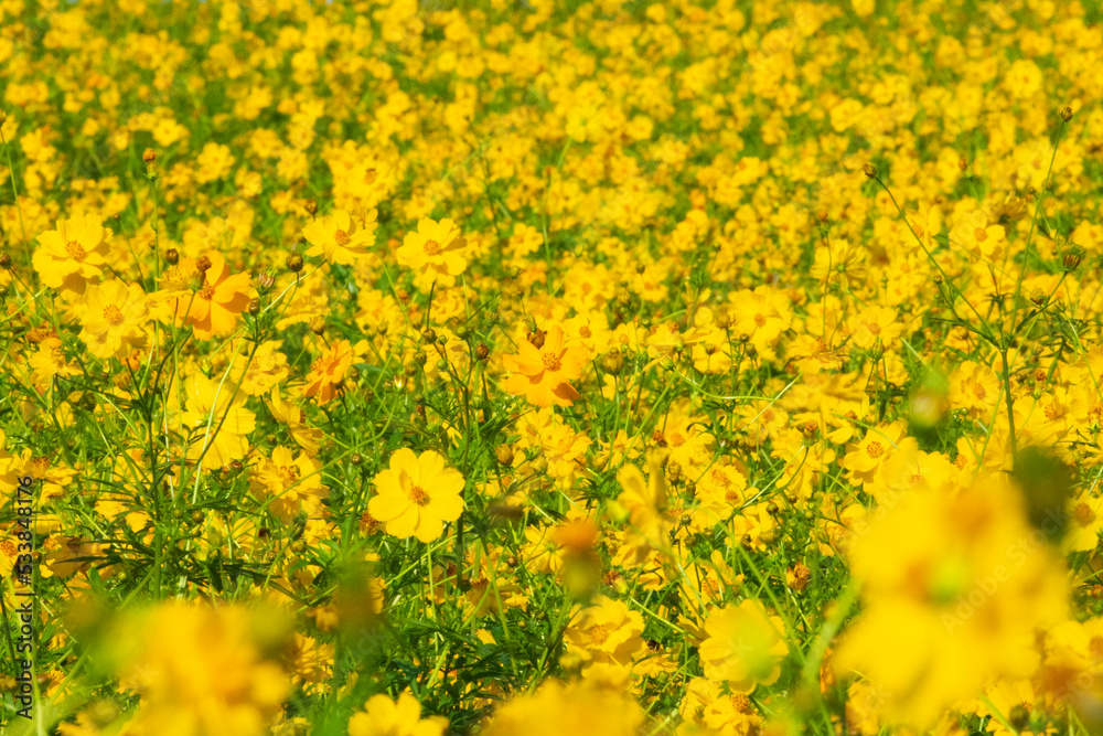 Obraz premium 見渡す限りの黄色いコスモス畑