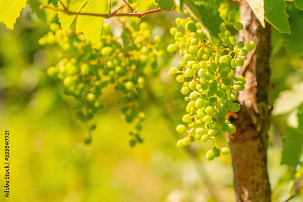 Young grapes on vine at vineyard before harvesting. Copy space. Selective focus. Young grapes on vine at vineyard before harvesting. Copy space. Selective focus.