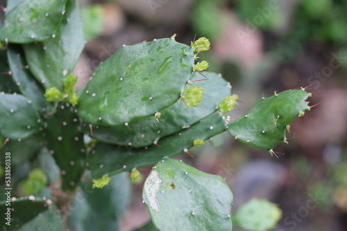 Opuncja brazylijska Brasiliopuntia photo