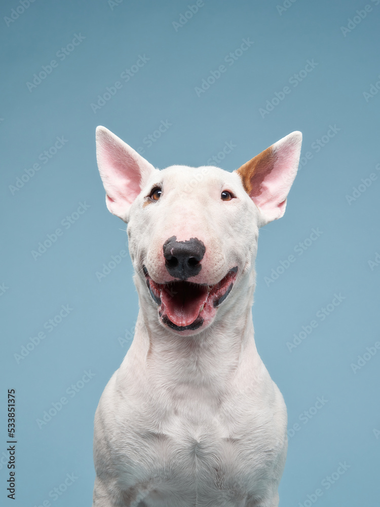 happy bull terrier on a blue background. cute dog studio, for design.