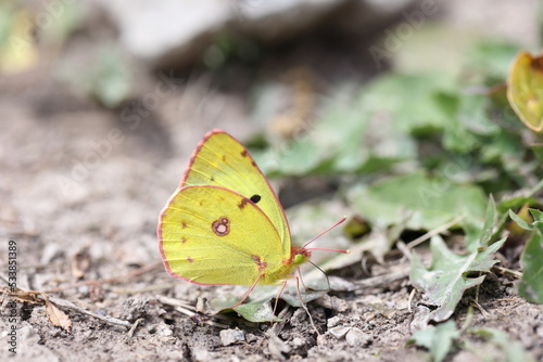 berger  s couded yellow butterfly sitting on the ground to lick up some mineral salts