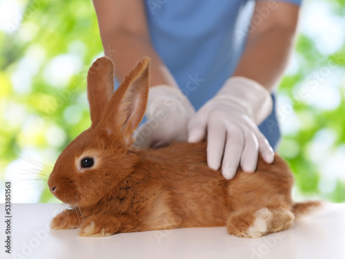 Professional veterinarian examining bunny against blurred green background, closeup