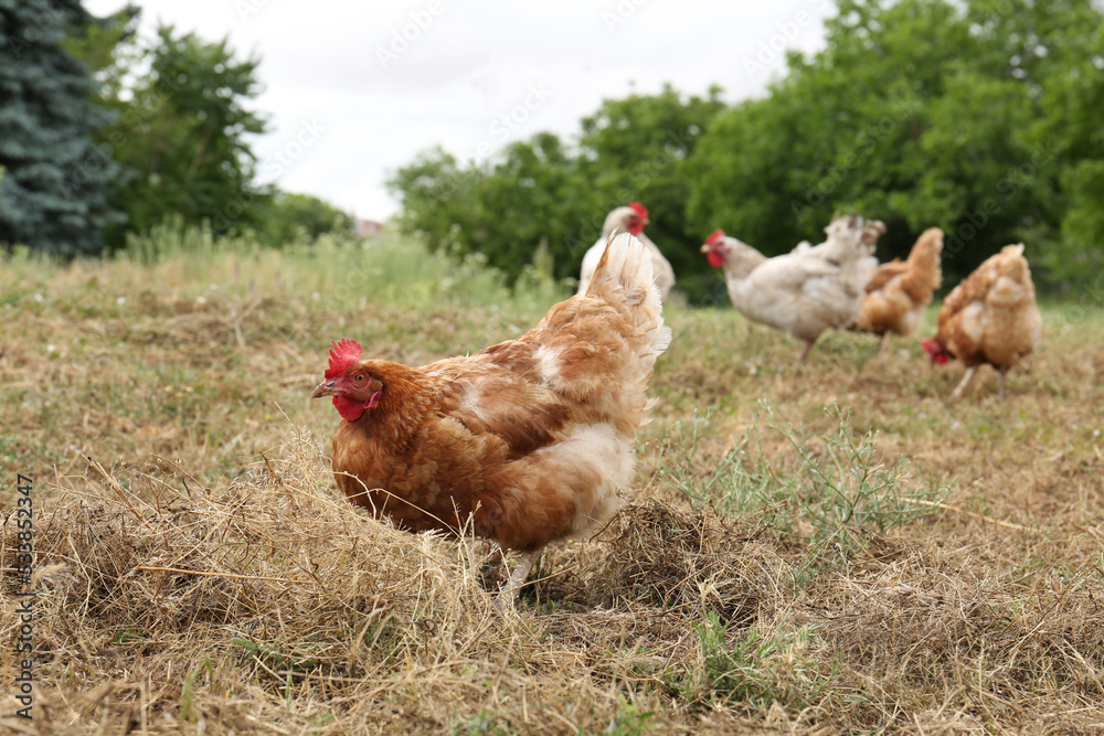 Fototapeta premium Many beautiful chickens walking on grass outdoors