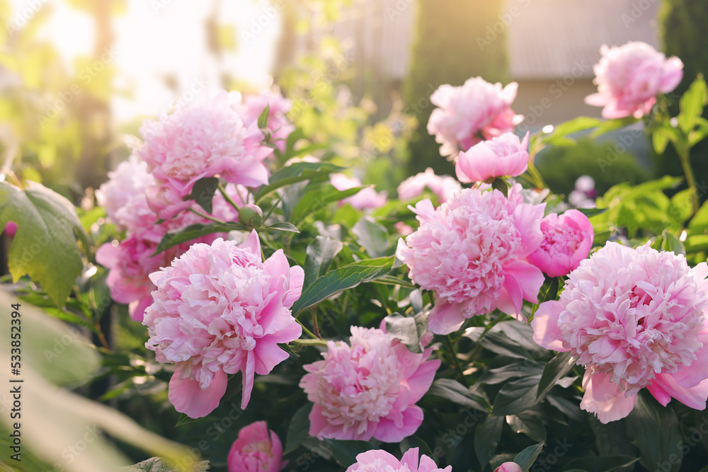 Blooming peony plant with beautiful pink flowers outdoors on sunny day