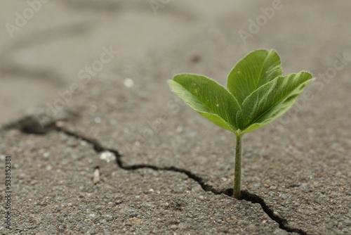 Green seedling growing out of crack in asphalt, space for text. Hope concept