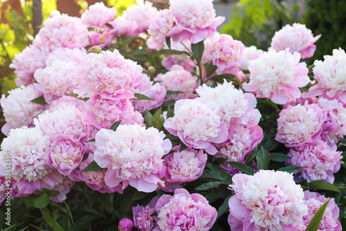 Blooming peony plant with beautiful pink flowers outdoors