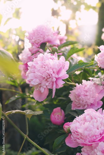 Blooming peony plant with beautiful pink flowers outdoors on sunny day, closeup © New Africa