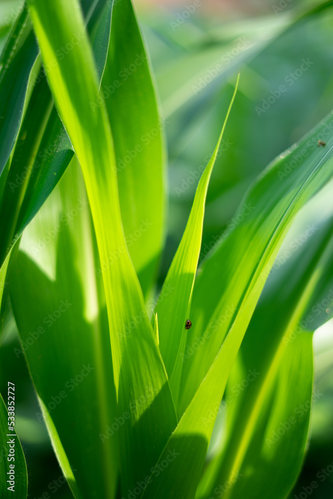 corn crop background for the theme of agriculture and food industry corn crop background for the theme of agriculture and food industry