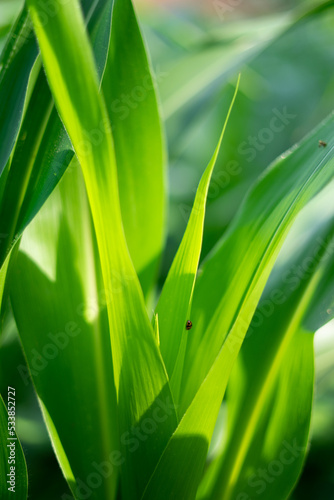 corn crop background for the theme of agriculture and food industry