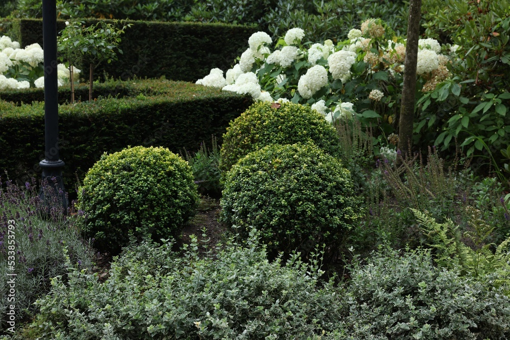 Obraz premium Lovely garden with blooming plants and green shrubbery. Landscape design