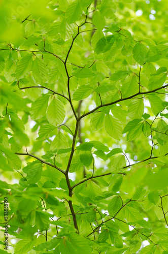 Green foliage during springtime