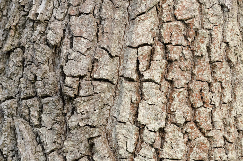 Tree bark background close-up, natural backdrop Tree bark background close-up, natural backdrop