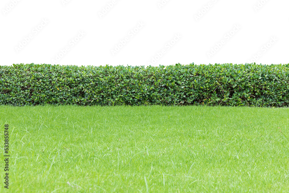 Tropical Flower shrub bush fence tree isolated plant with clipping path