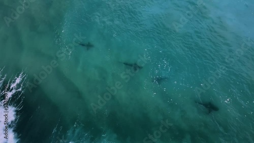 Waves moving over sharks swimming in shallow waters of the mediterranean coastline - cenital, aerial view photo