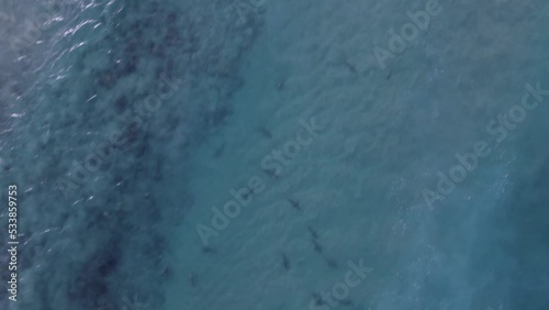 Aerial view of sharks in transparent water, waves moving over the sea - high angle, drone shot photo