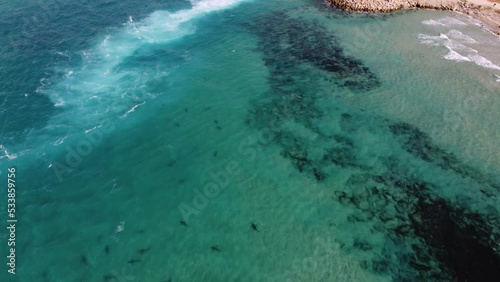 Aerial view of sanbar and dusky sharks attracted by warm water pumped into the sea from a a power plant on the coast of Hadera, Israel - tilt, drone shot photo