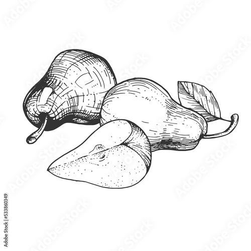 Vector illustration with pear fruits. Hand-drawn sketches. Vintage style engraving