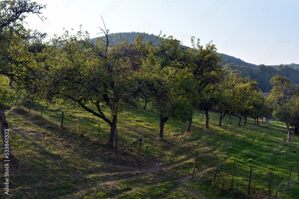 Typical Apple orchard in Germany