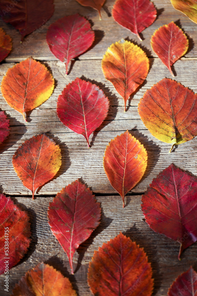 Fototapeta premium Autumn background. Red, orange leaves from trees on a wooden background. Alder leaf.