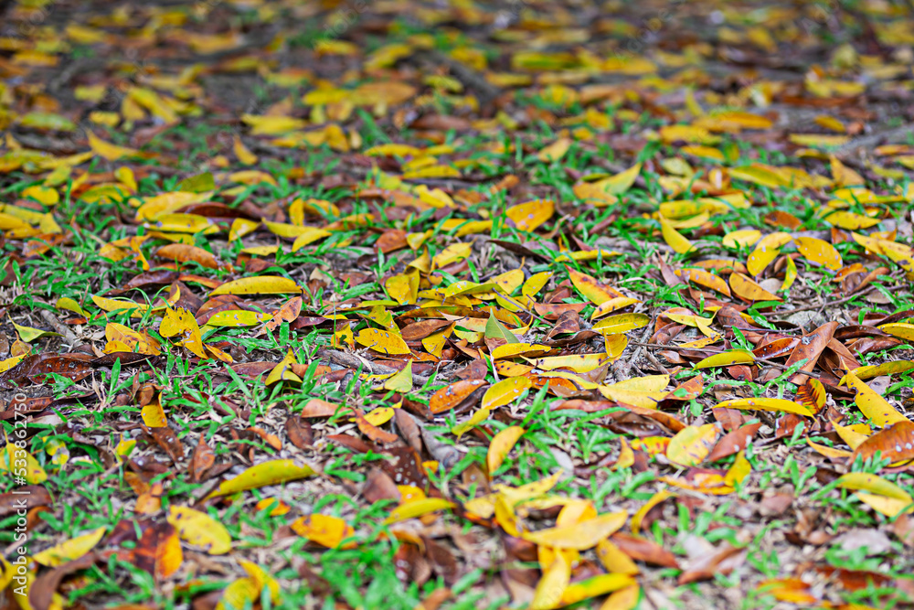 green and yellow leaves falling on the ground center focus
