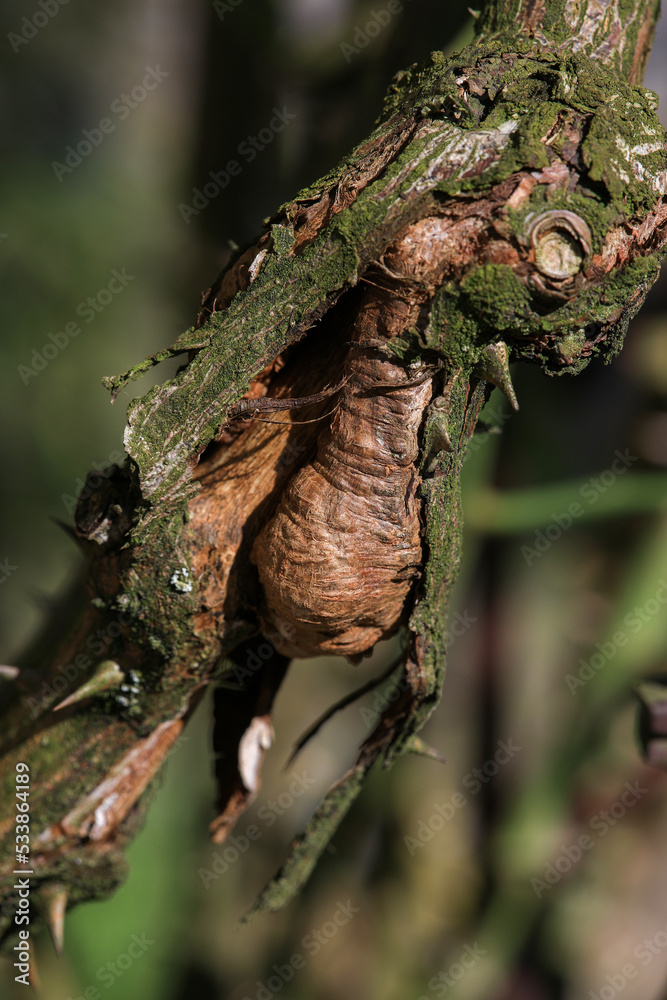 Closeup of Rose Stem Canker disease Caused by Coniothyrium fuckelii