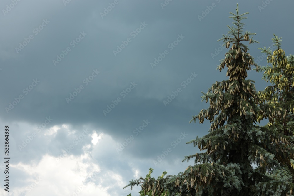Obraz premium Sky with heavy rainy clouds over fir trees. Stormy weather