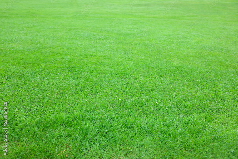 Beautiful freshly cut green lawn as background