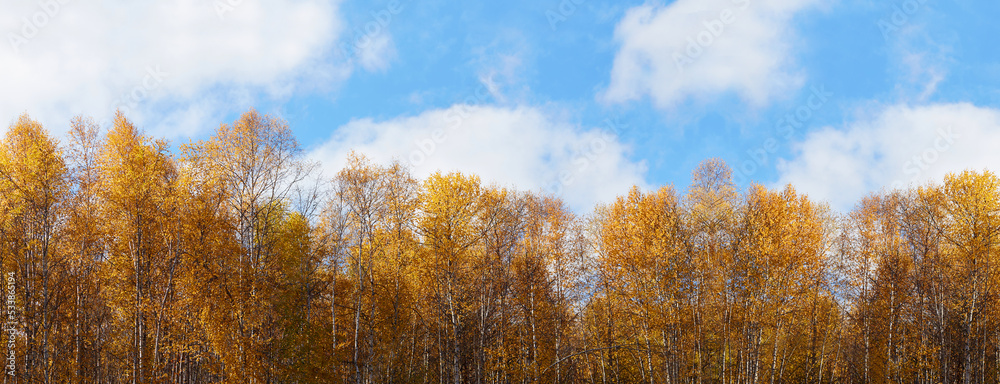 Beautiful autumn landscape. Birch trees with yellow leaves against a blue sky. Banner. Beautiful autumn landscape. Birch trees with yellow leaves against a blue sky. Banner.