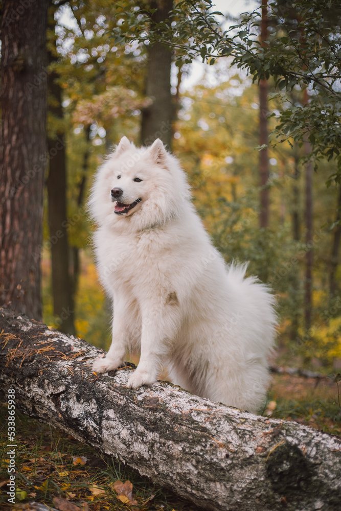 Dog in autumn forest. Yellow leaves on the ground. Samoyed dog breed