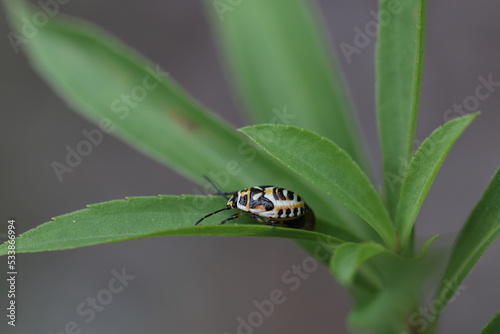 black white and orange larvae of a eurydema ornata shield bug photo