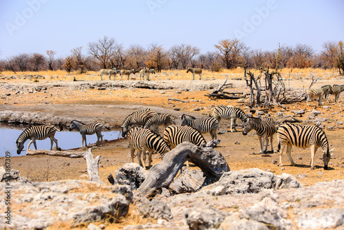 Large herd of Plains zebra congregate around a scenic waterhole in Homob - Etosha National Park  Namibia