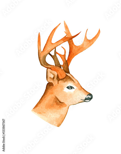 Watercolor deer head.  Watercolor Deer illustrations. Forest animal.  Noble deer.  Deer with spreading horns
