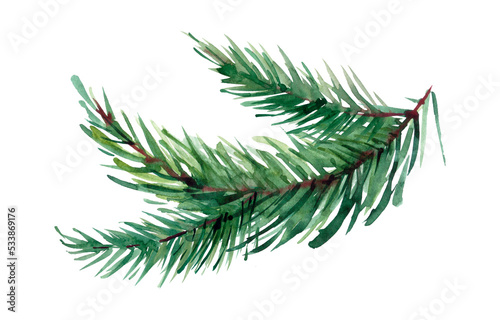 The branch of fir tree on white background, watercolor illustration in hand-drawn style.
