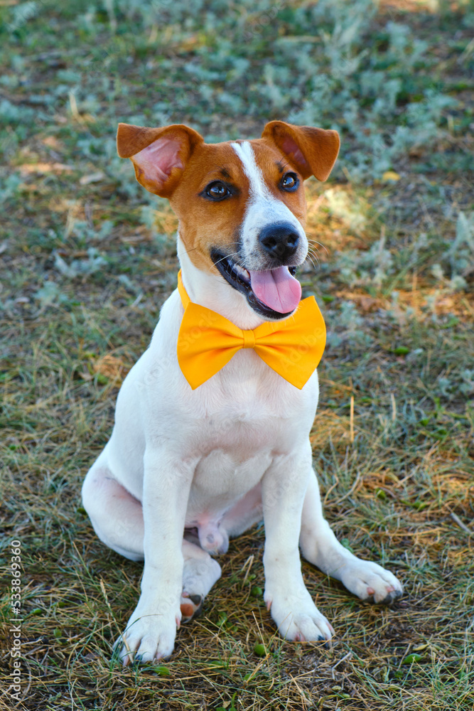 White dog with a Yellow bow tie on the green grass