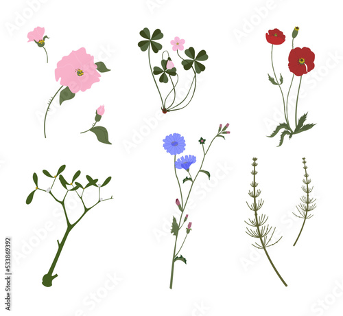 Summer wildflowers and herbs vector colourful collection, poppies, chicory, oxalis, rose hips, horsetail, mistletoe