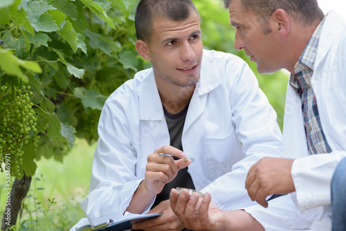 two oenologists taking grape samples photo