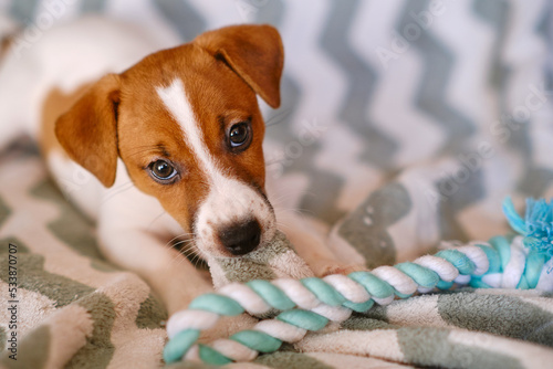 Little Jack Russell Terrier puppy playing with toy