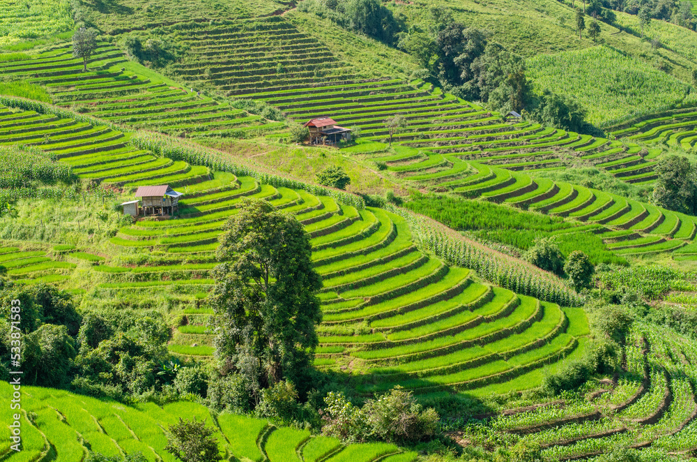 Green rice terrace field at Pa Pong Piang village in Chiang Mai, Thailand Green rice terrace field at Pa Pong Piang village in Chiang Mai, Thailand