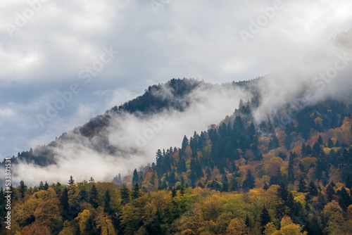 Misty cloud over coniferous woods on mountain