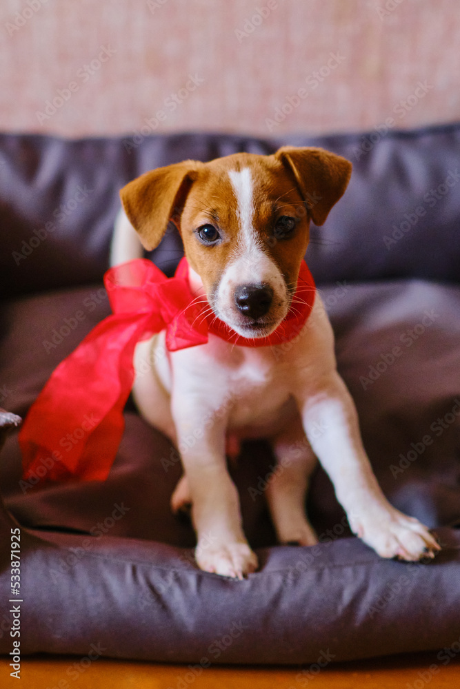 Obraz premium jack russell terrier puppy with a red bow