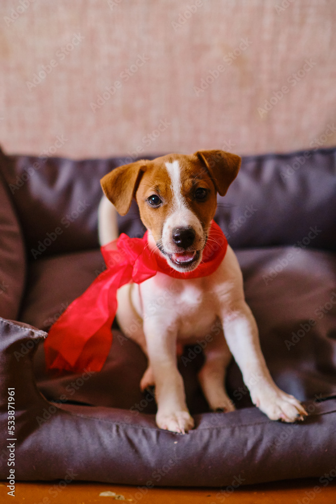 jack russell terrier puppy with a red bow
