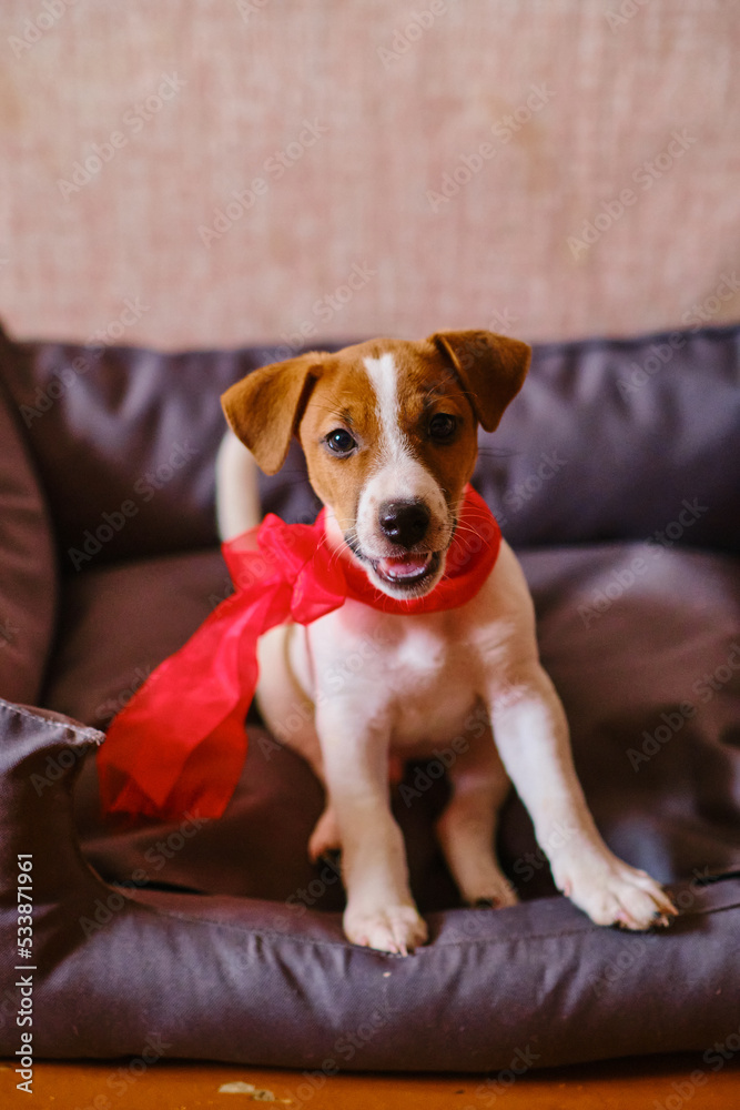 Obraz premium jack russell terrier puppy with a red bow