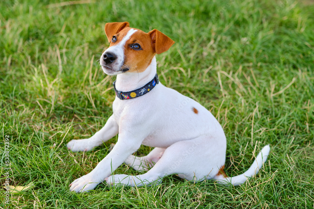 little puppy of a jack russel terrier in meadow