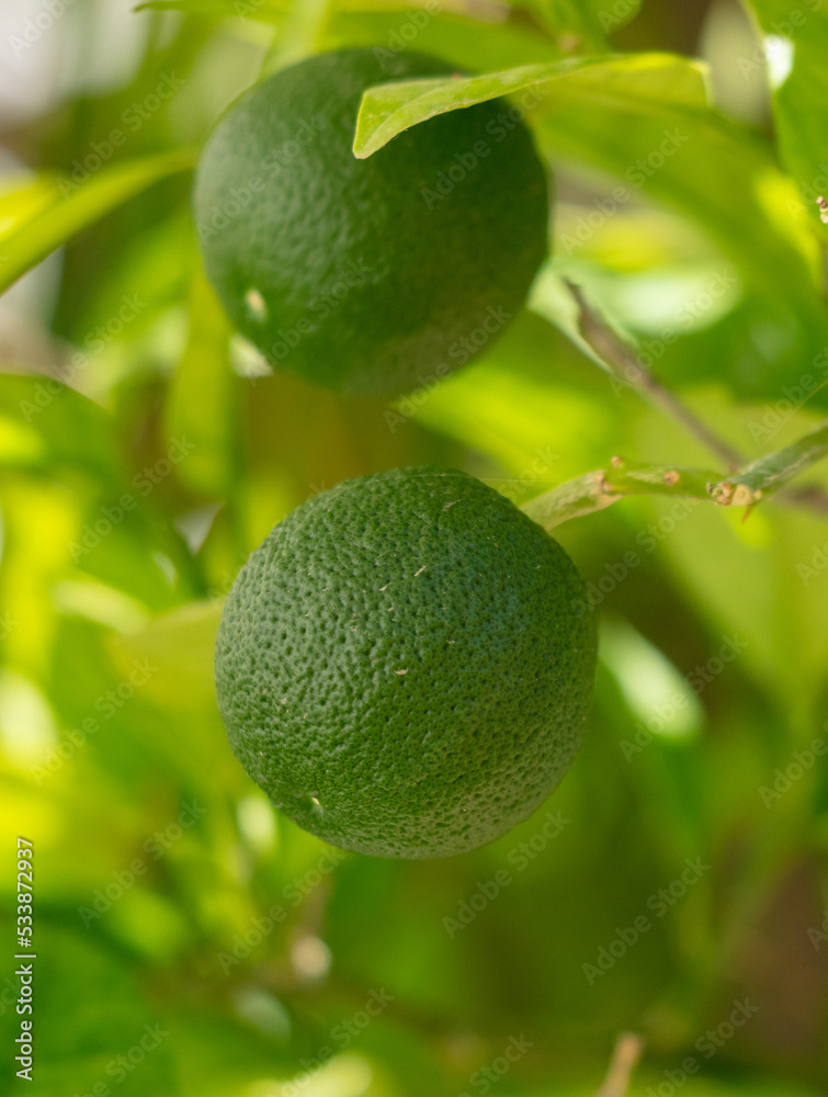 Green lime fruits on the branches of a tree. Green lime fruits on the branches of a tree.
