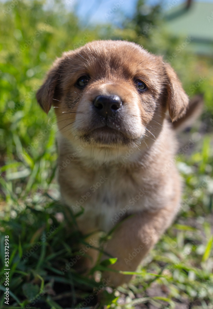 Portrait of a small puppy in the grass Portrait of a small puppy in the grass