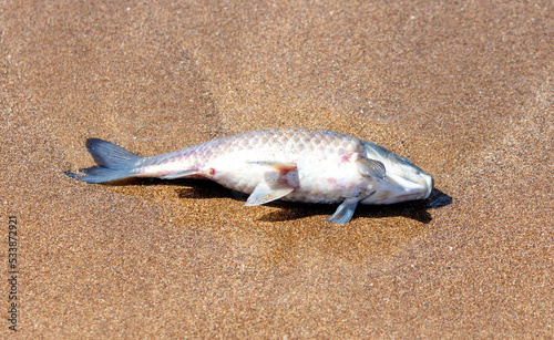 Dead fish on the sandy seashore.