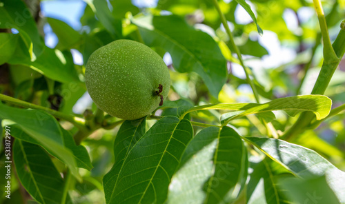 Green walnut fruits on the branches of a tree.