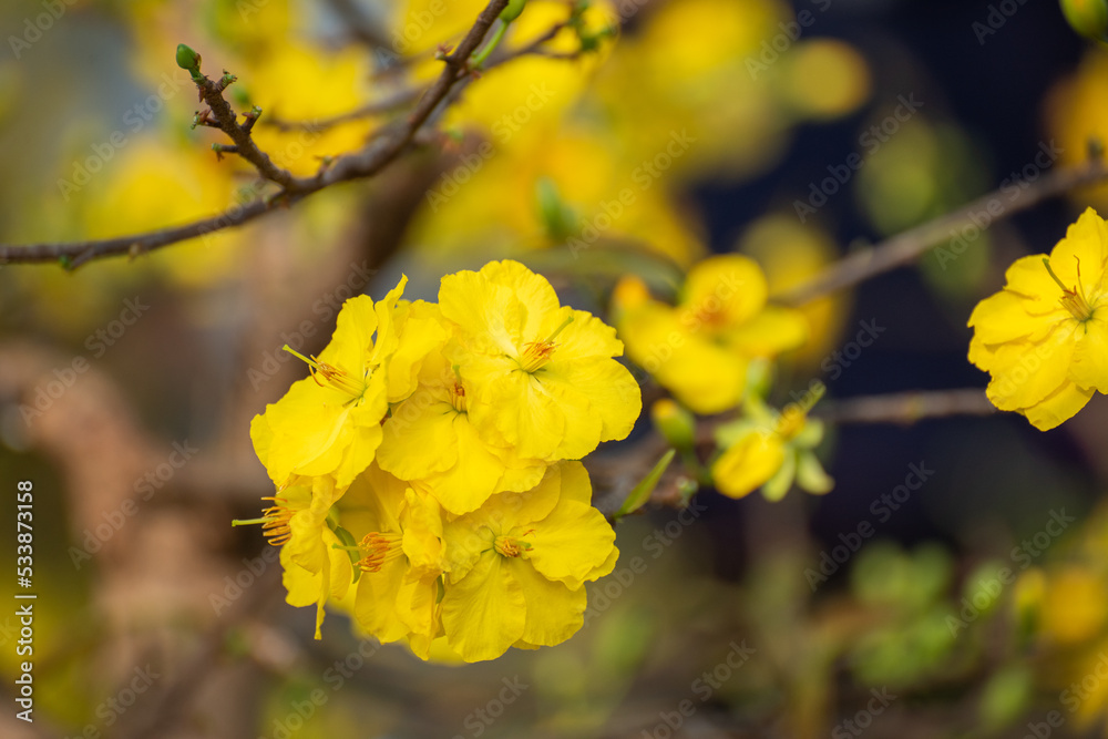 Yellow flowers blossoming in spring ( Tet Holiday ) Yellow flowers blossoming in spring ( Tet Holiday )