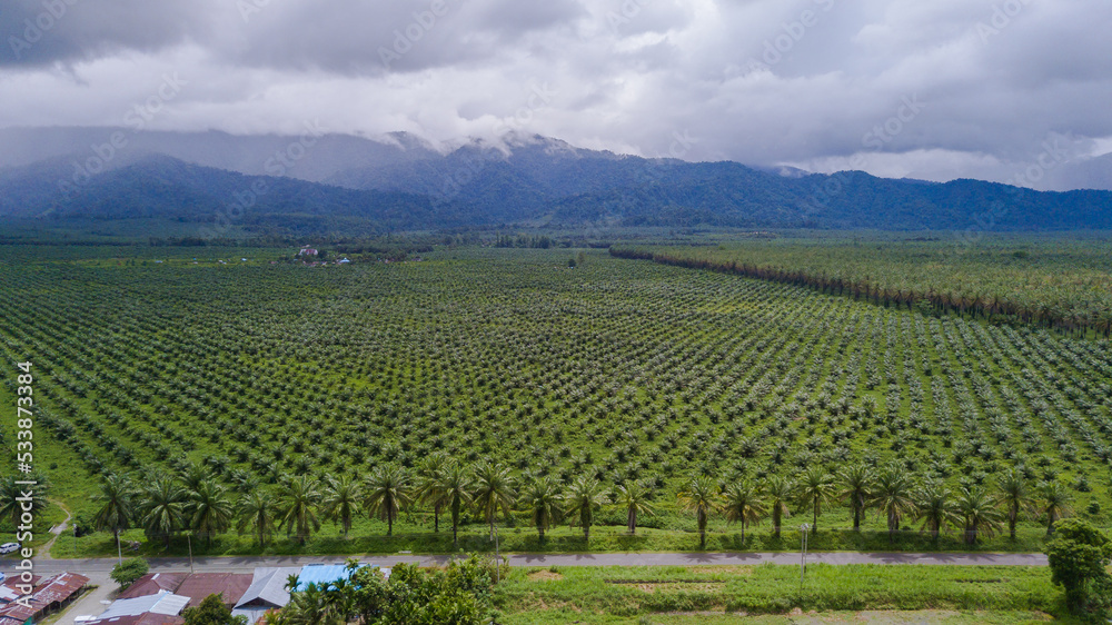 Extensive Palm Oil Plantations, tropical plantations